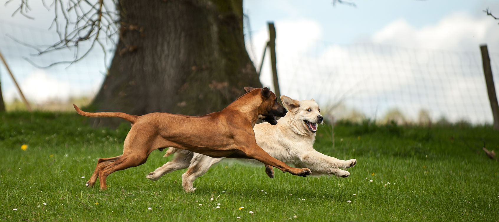 Zwei Hunde spielen auf dem Trainingsgelände